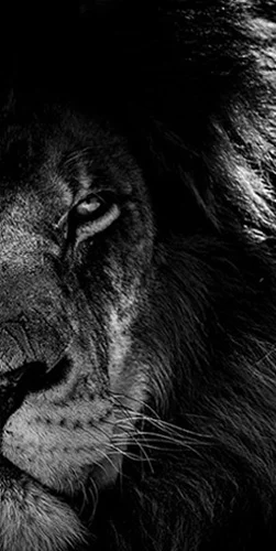 lion right mobile
